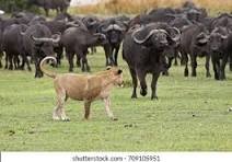 Wildlife and Conservancy image